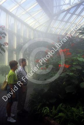 Butterfly habitat in a greenhouse at Calloway Gardens, Georgia.