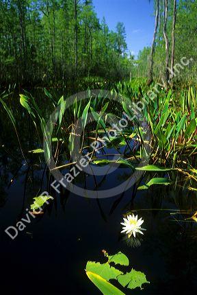The Okefenokee Swamp in Georgia.
