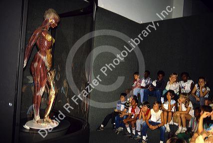 Children view a model of a human woman body at the Charleston Museum in Charleston, South Carolina.