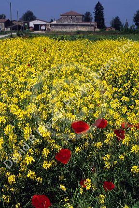 Rapeseed and poppies on an Italian farm.