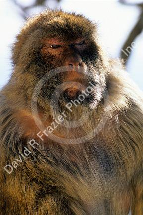 A Gibraltar ape.