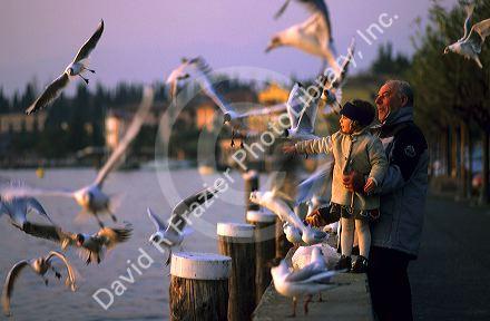 Grandfather and grandaughter feed the gulls at Lago di Garda, Italy.