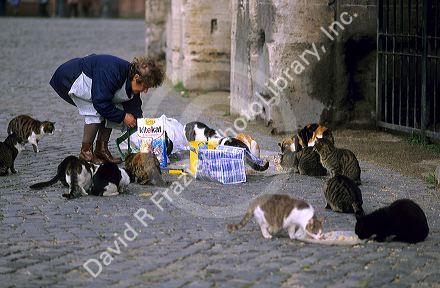 An Italian elderly woman feeding stray cats in front of the Colesseum in Rome, Italy.