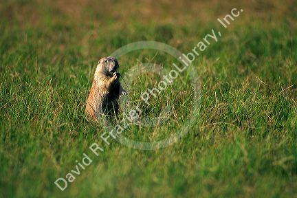 Prairie Dog.