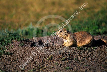 Prairie Dog.