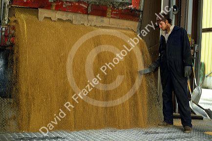 A truck unloads wheat while a grain merchant inspects it at a grain elevator in Lewiston, Idaho.