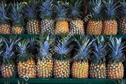A display of pineapples on the island of Maui, Hawaii.