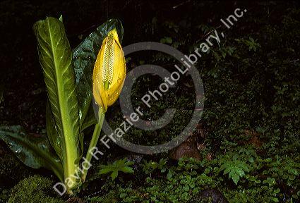 Yellow Skunk Cabbage.
