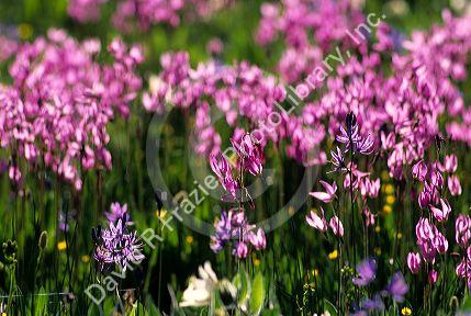 Alpine shooting star wildflowers.