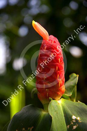 A tropical ginger flower on the island of Maui, Hawaii.