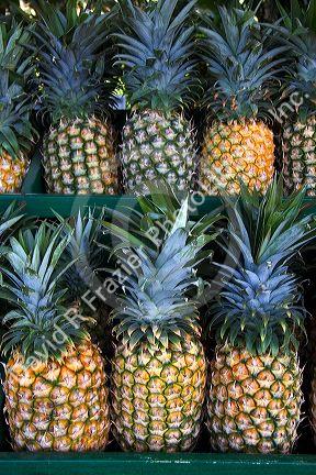 A display of pineapples on the island of Maui, Hawaii.