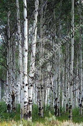 A grove of Aspen trees.