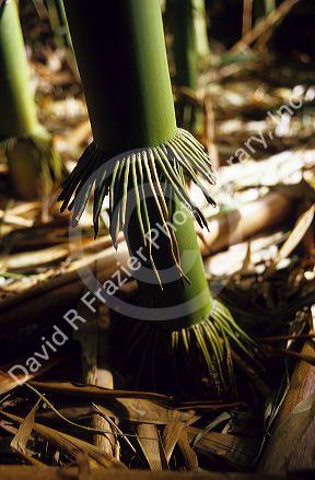 Adventitous root on a bamboo plant.