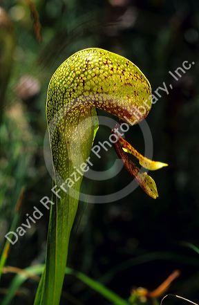 Darlington Californica, a California Pitcher plant.