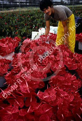 An Anthurium flower farm in Hawaii.