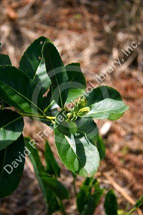 Yerba Mate plant in Argentina.