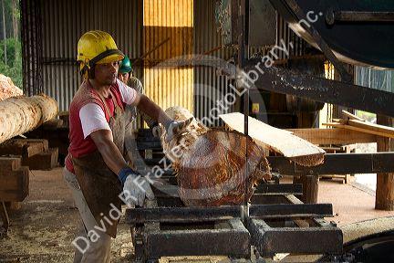 Sawyer cutting logs at a lumber mill in Argentina.