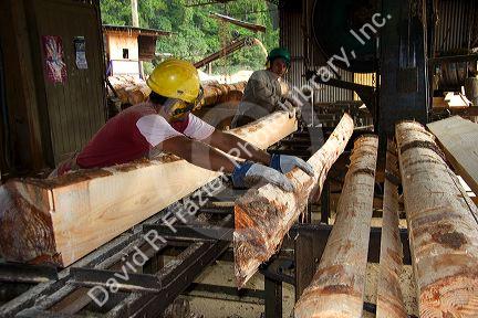 Sawyer cutting logs at a lumber mill in Argentina.