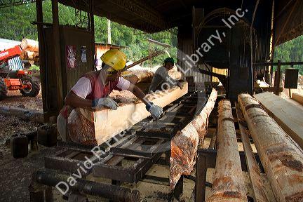 Sawyer cutting logs at a lumber mill in Argentina.