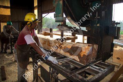 Sawyer cutting logs at a lumber mill in Argentina.