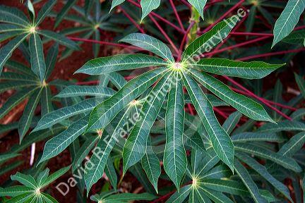 A crop of Cassava also called Manioc eaten like a potato and used for tapioca, grown here in Argentina.