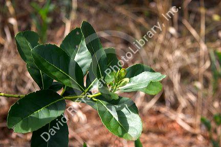 Yerba Mate plant in Argentina.