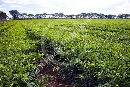 Tea crop in Argentina.