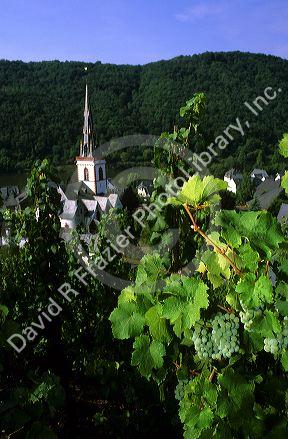 Vineyard and church steeple in the Mosel Valley, Germany.