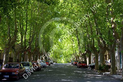 Tree lined street in Colonia, Uraguay.