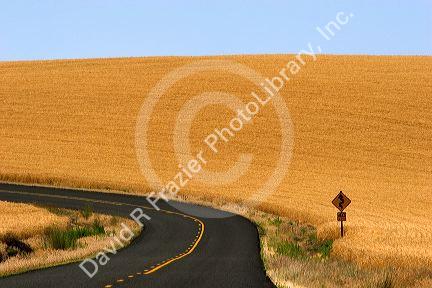 Ripe wheat ready for harvest along Oregon Highway 37 near Pendleton, Oregon.