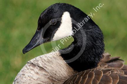 Canada Goose portrait