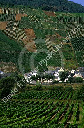 Vineyards in the Mosel Valley, Germany.