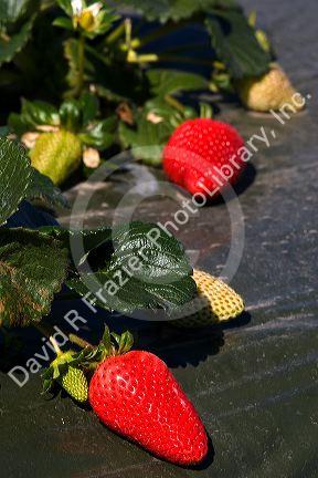 Rows of strawberries growing on plastic mulch in Santa Maria, California.