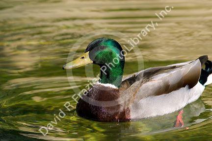 Mallard duck drake swims at Balboa Park in San Diego, California.
