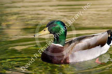 Mallard duck drake swims at Balboa Park in San Diego, California.