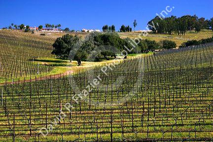 Vineyard near Santa Maria, California.