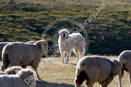 Great Pyrenees dog guarding sheep near Emmett, Idaho.