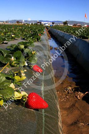 Rows of strawberries growing on plastic mulch in Santa Maria, California.