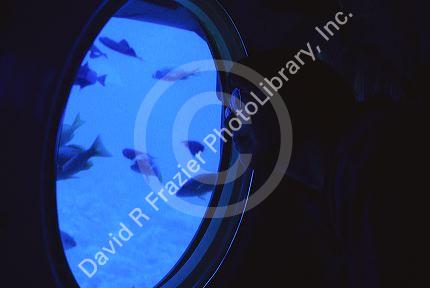 Underwater views from the submarine Atlantis Tours in Lahaina, Maui, Hawaii.