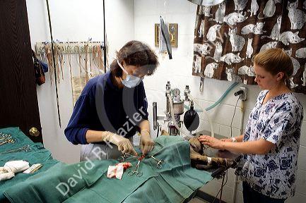 Veterinarian and assistant perfom surgery on a dog. MR