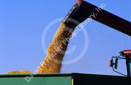 Corn falls from an auger off of a combine into a wagon.