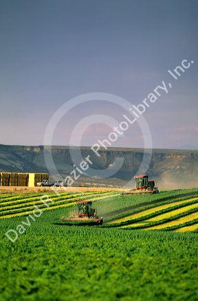 Swathers cutting alfalfa for hay in Grandview, Idaho.