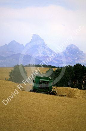 Ripe barley crop being harvested in Eastern Idaho with Teton Mountains in the background.
