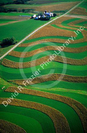 Corn and alfalfa strip farm in Southwest Wisconsin.