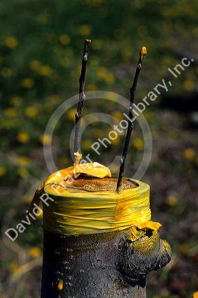 Fruit tree grafting.