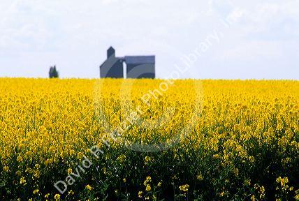 Rape seed crop near Pendleton, Oregon.