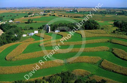 Corn and alfalfa strip farm in Southwest Wisconsin.