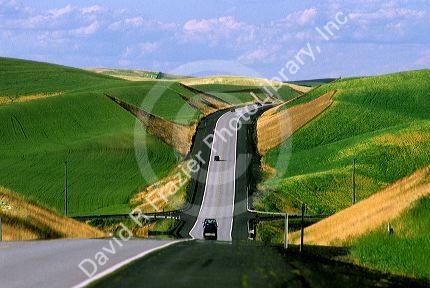 Green crops of wheat emerging in the spring along the highway through contour farming in Eastern Washington.