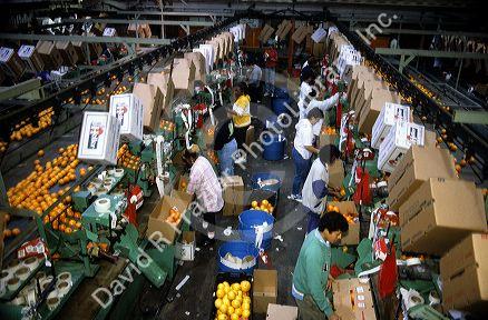 Grading and packaging oranges in Florida.
