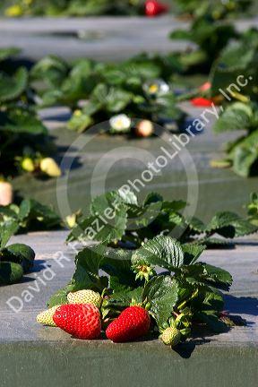 Rows of strawberries growing on plastic mulch in Santa Maria, California.